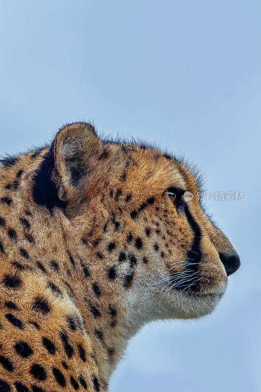 猎豹(Acinonyx jubatus)